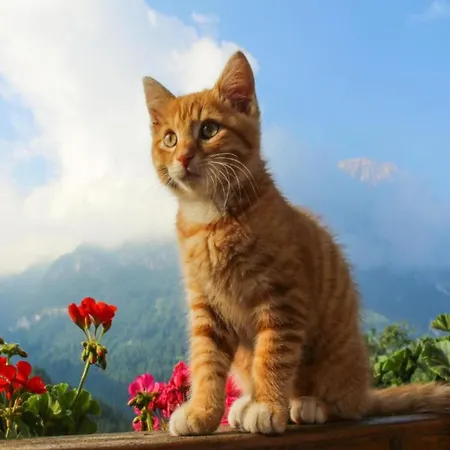 In Village Daire Trans