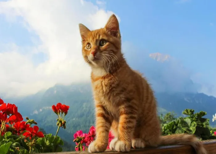 In Village Apartamento Trans